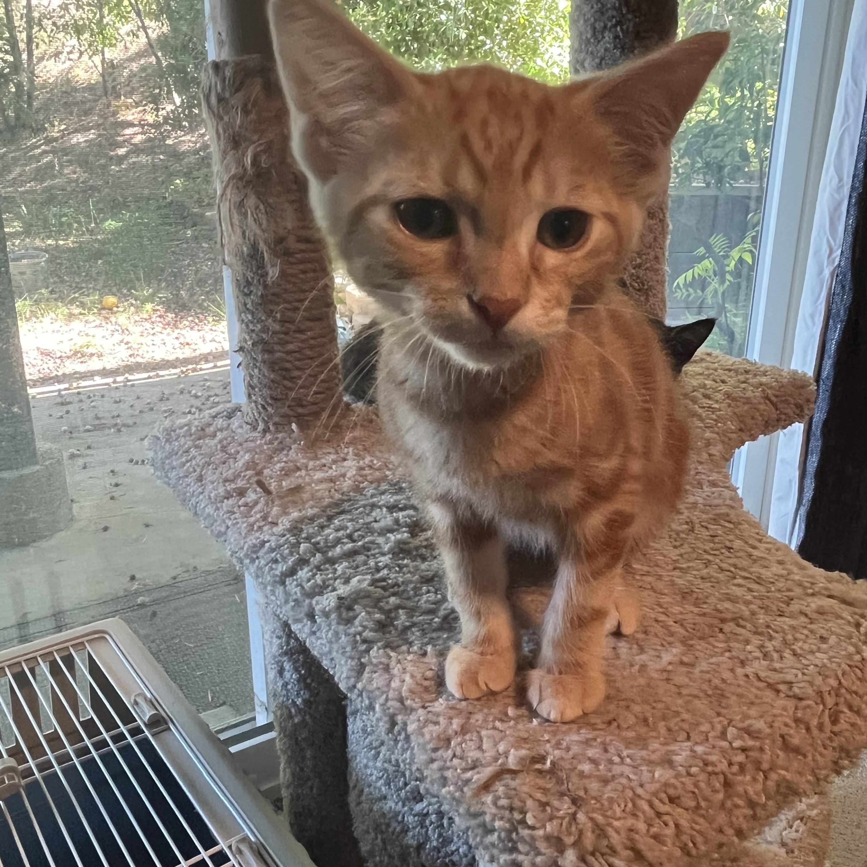 Enlarge Queso, a ADOPTABLE Tabby in Oakley, CA image 3/3