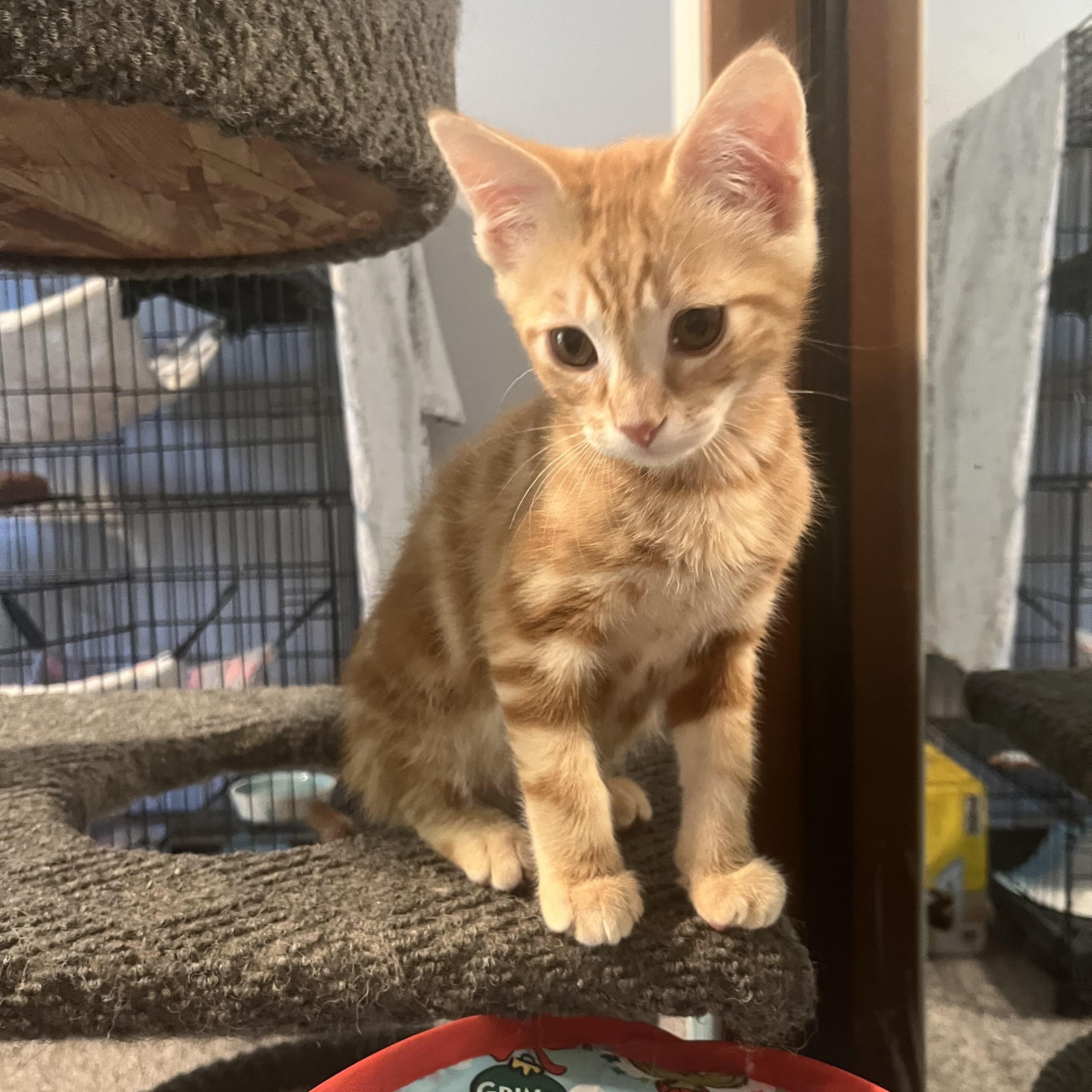 Enlarge Queso, a ADOPTABLE Tabby in Oakley, CA image 2/3
