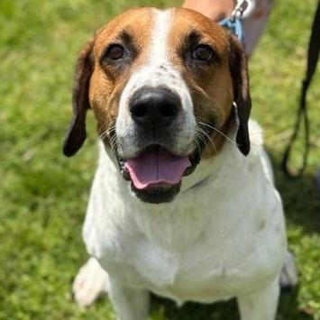 Everest, Adoptable, Adult Male Hound.