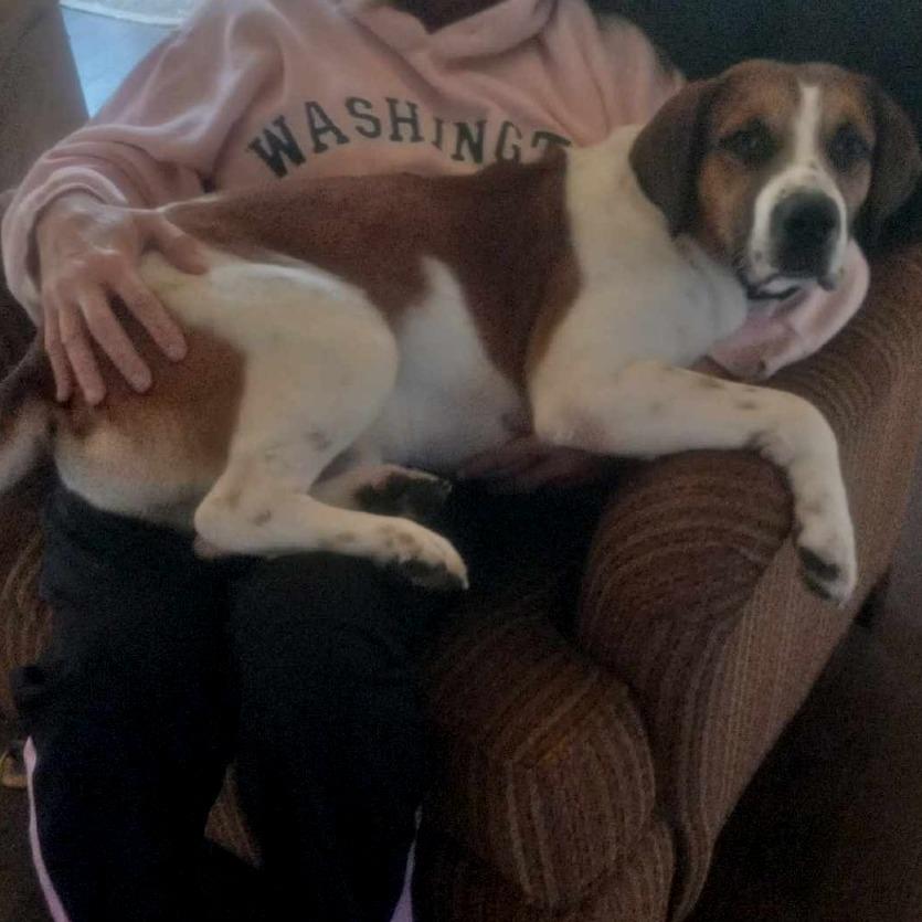 Enlarge Everest, a Adoptable mixed breed in Potomac, MD image 2/6