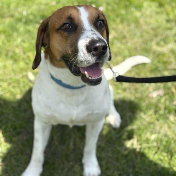 Enlarge Everest, a Adoptable mixed breed in Potomac, MD image 3/6
