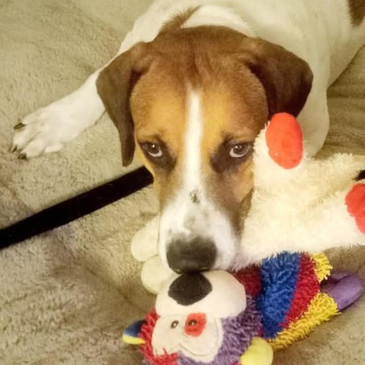 Enlarge Everest, a Adoptable mixed breed in Potomac, MD image 4/6