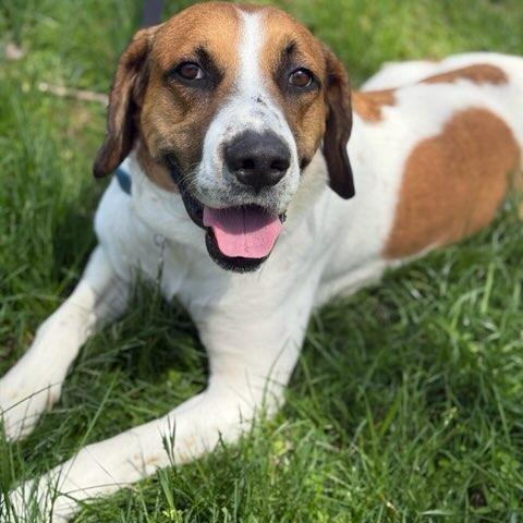 Enlarge Everest, a Adoptable mixed breed in Potomac, MD image 5/6