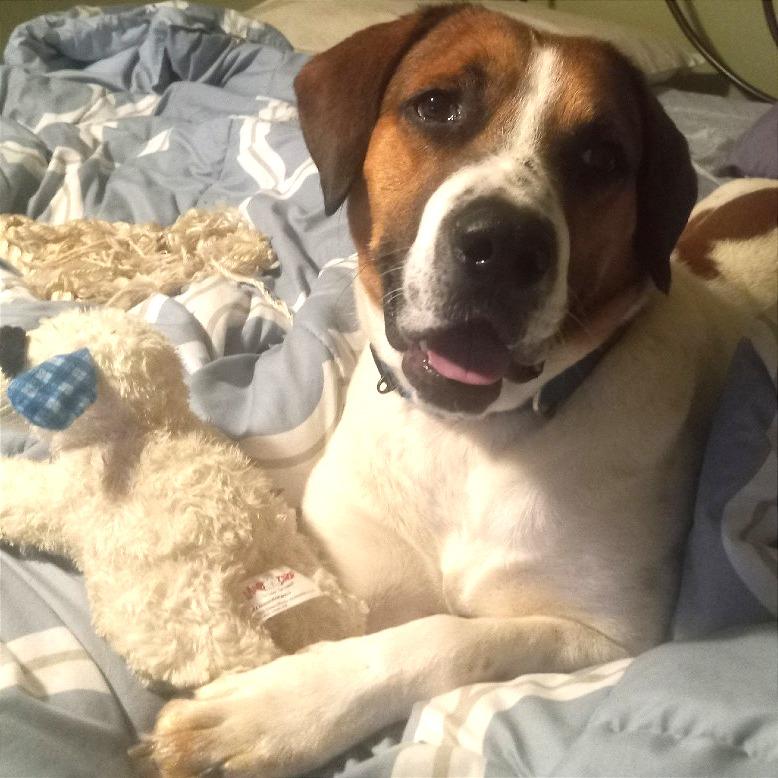 Enlarge Everest, a Adoptable mixed breed in Potomac, MD image 6/6