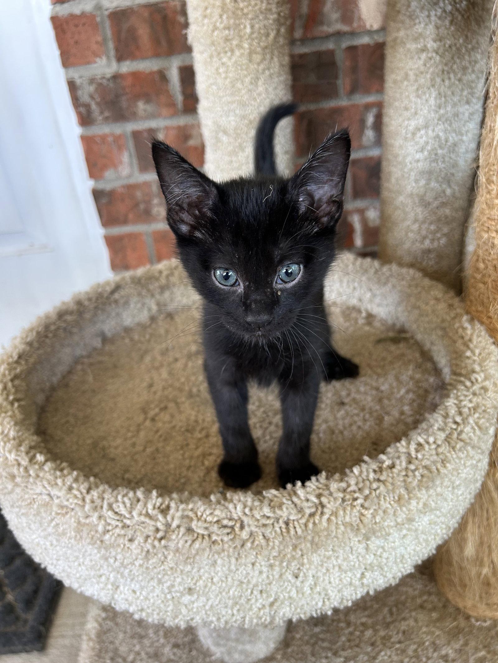 Yogi, a Adoptable Domestic Short Hair in Fort Worth, TX image 2/3