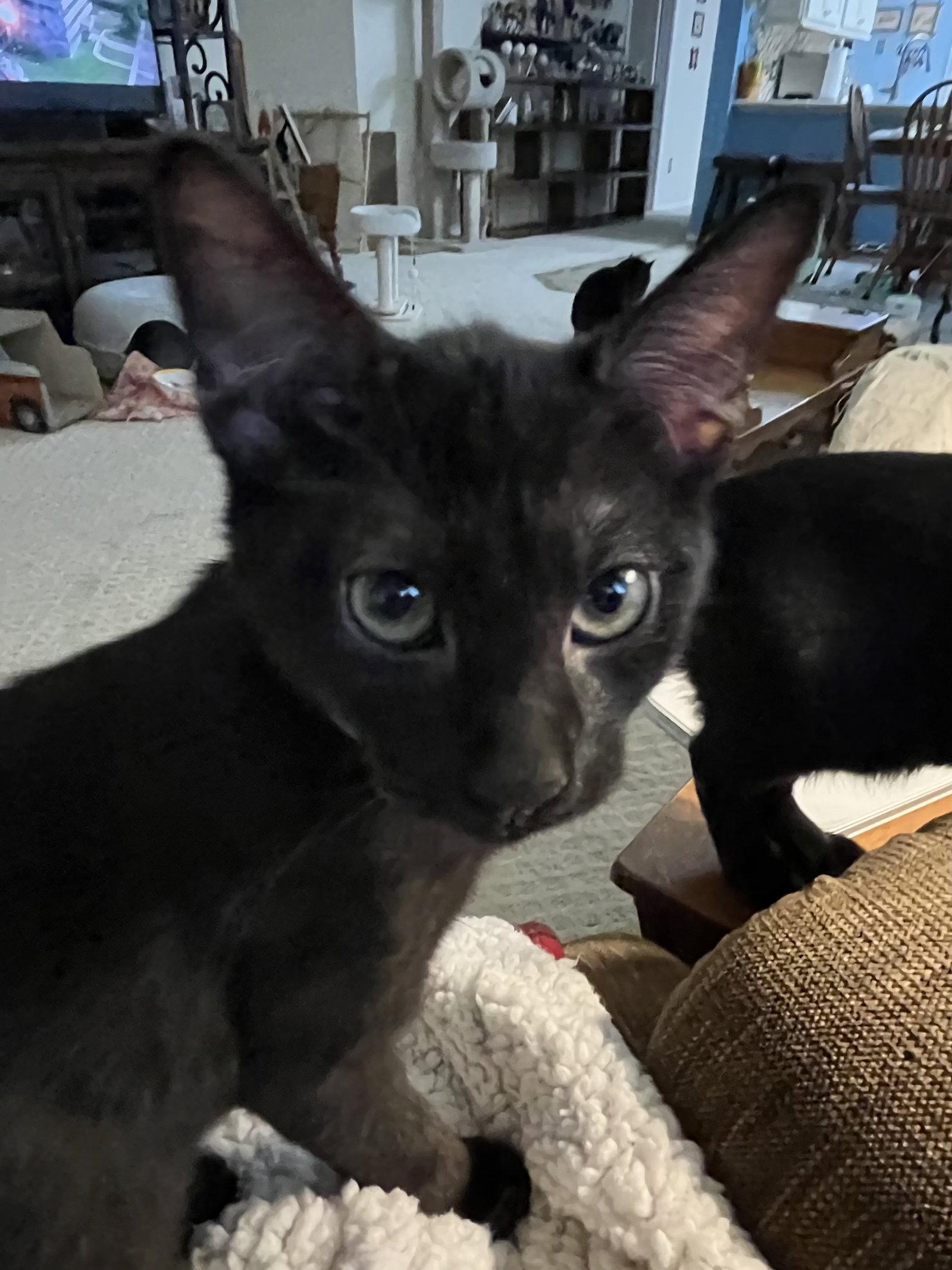Yogi, Adoptable, Kitten Male Domestic Short Hair.