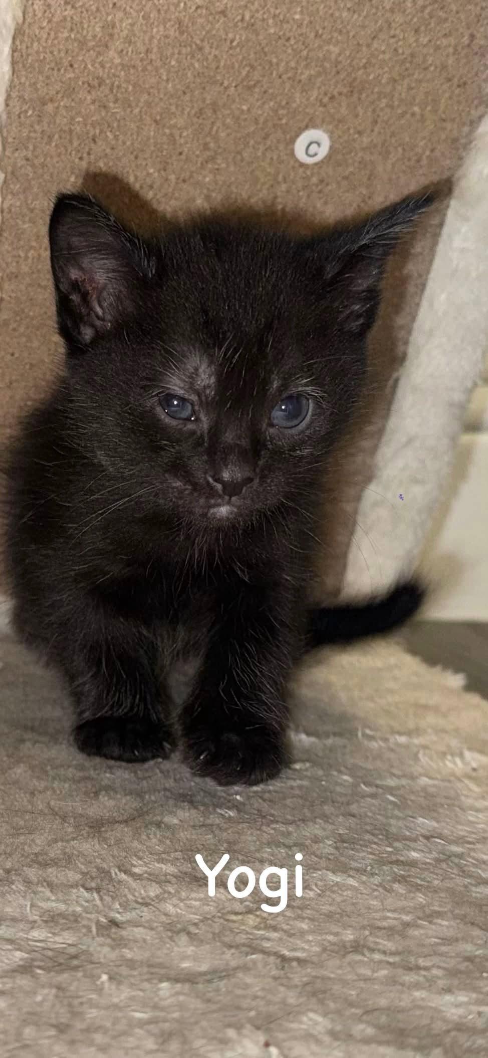 Yogi, a Adoptable Domestic Short Hair in Fort Worth, TX image 3/3