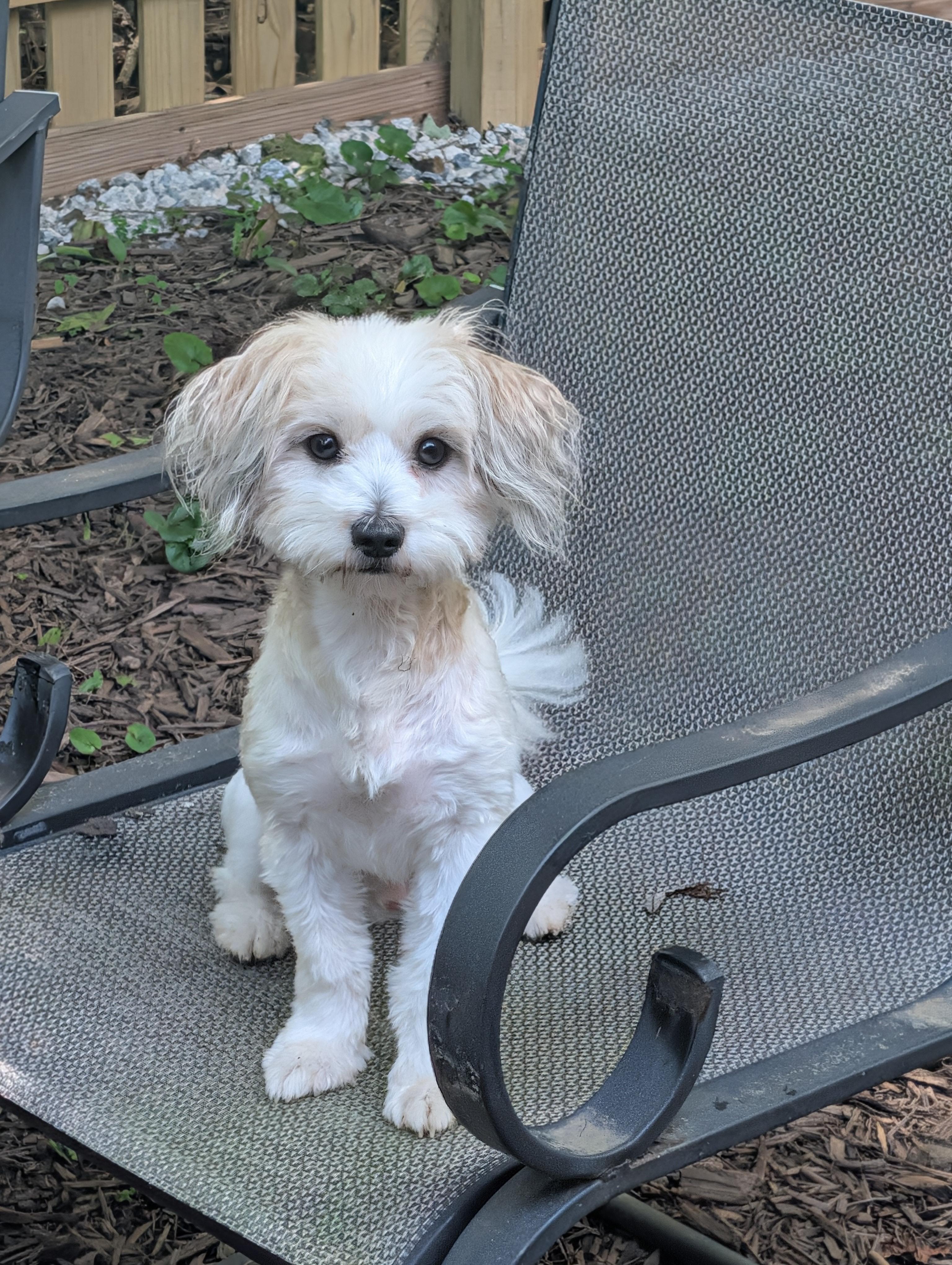 Ramsay, a Adoptable mixed breed in Richmond, VA image 2/4