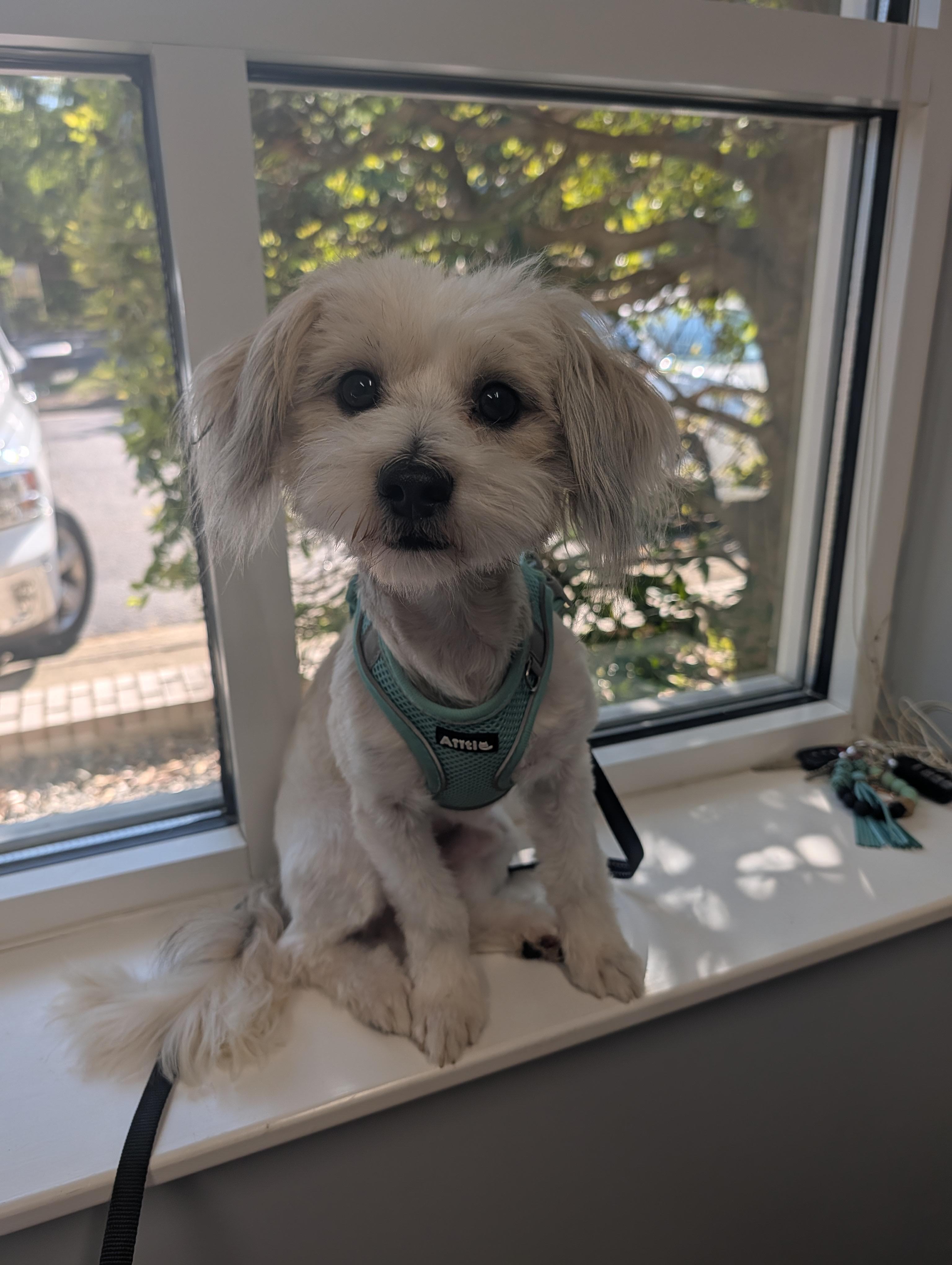 Ramsay, a Adoptable mixed breed in Richmond, VA image 4/4