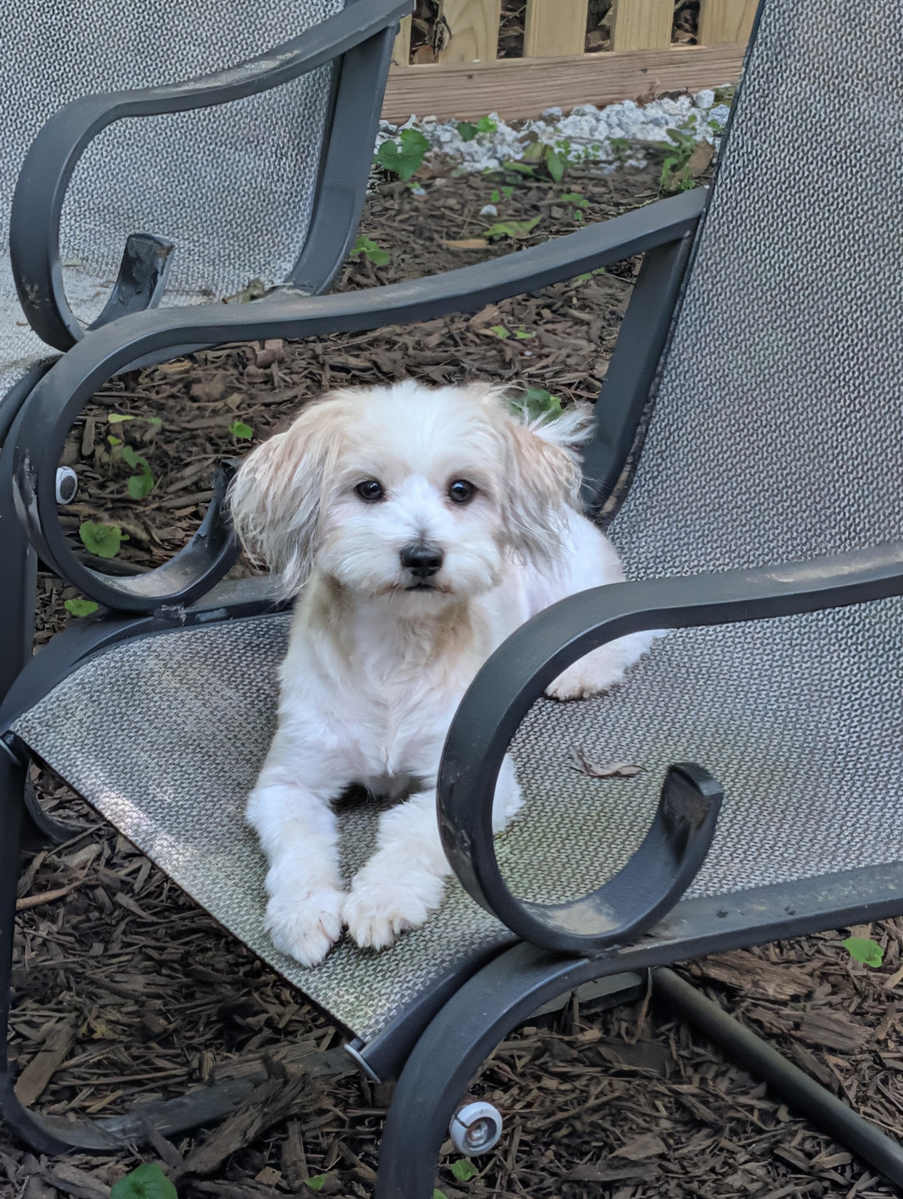 Ramsay, a Adoptable mixed breed in Richmond, VA image 1/4