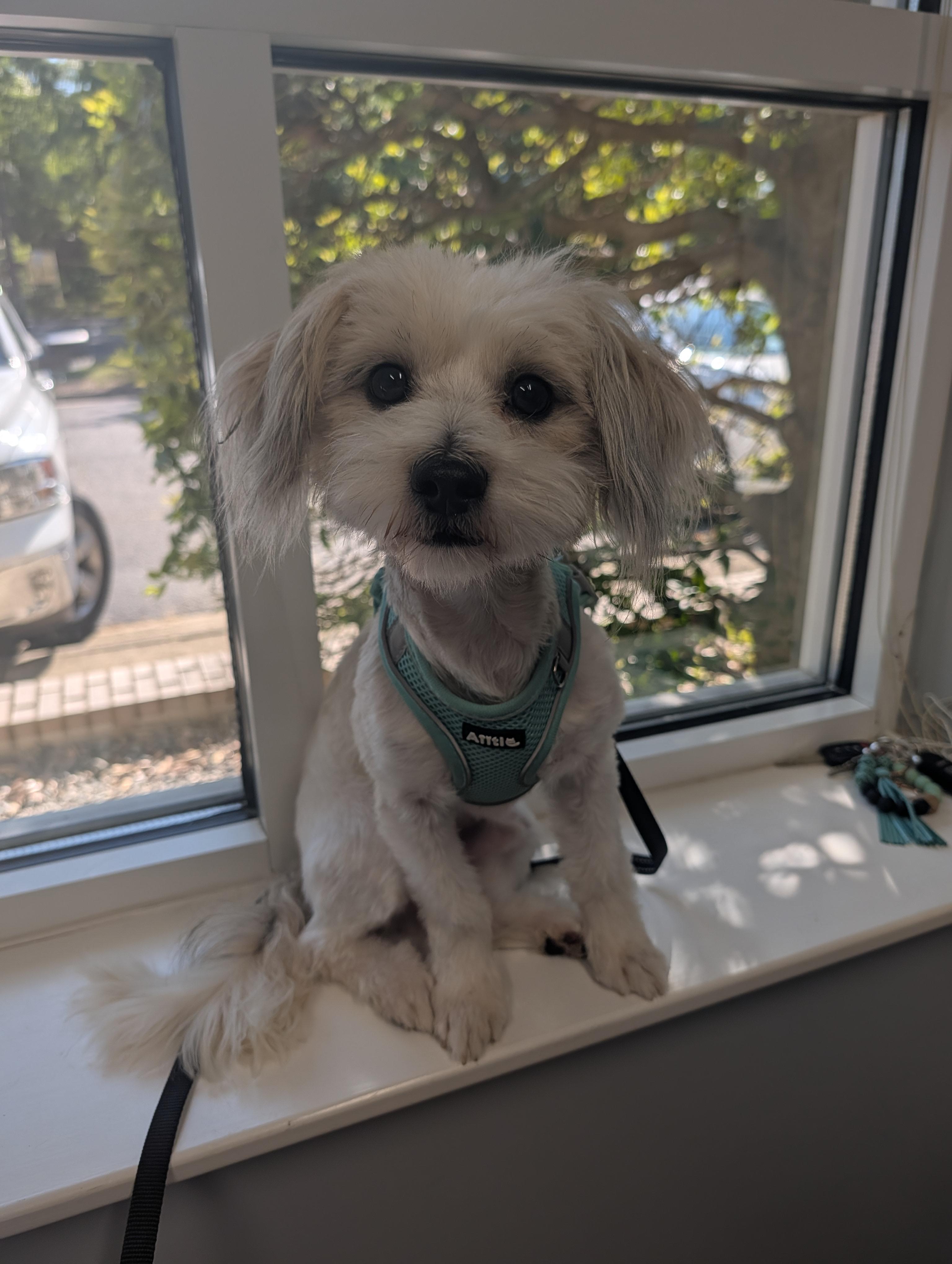 Ramsay, a Adoptable mixed breed in Richmond, VA image 3/4