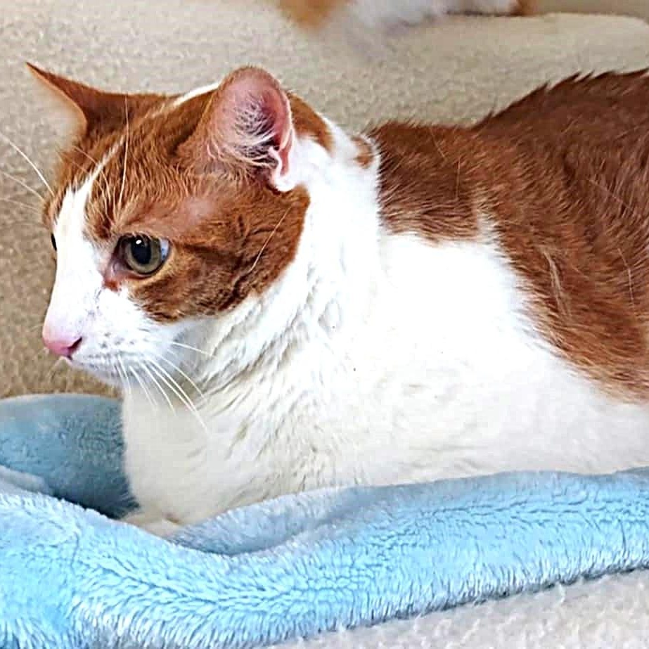 Simon, an adopted Domestic Short Hair in Falls Creek, PA image 3/4