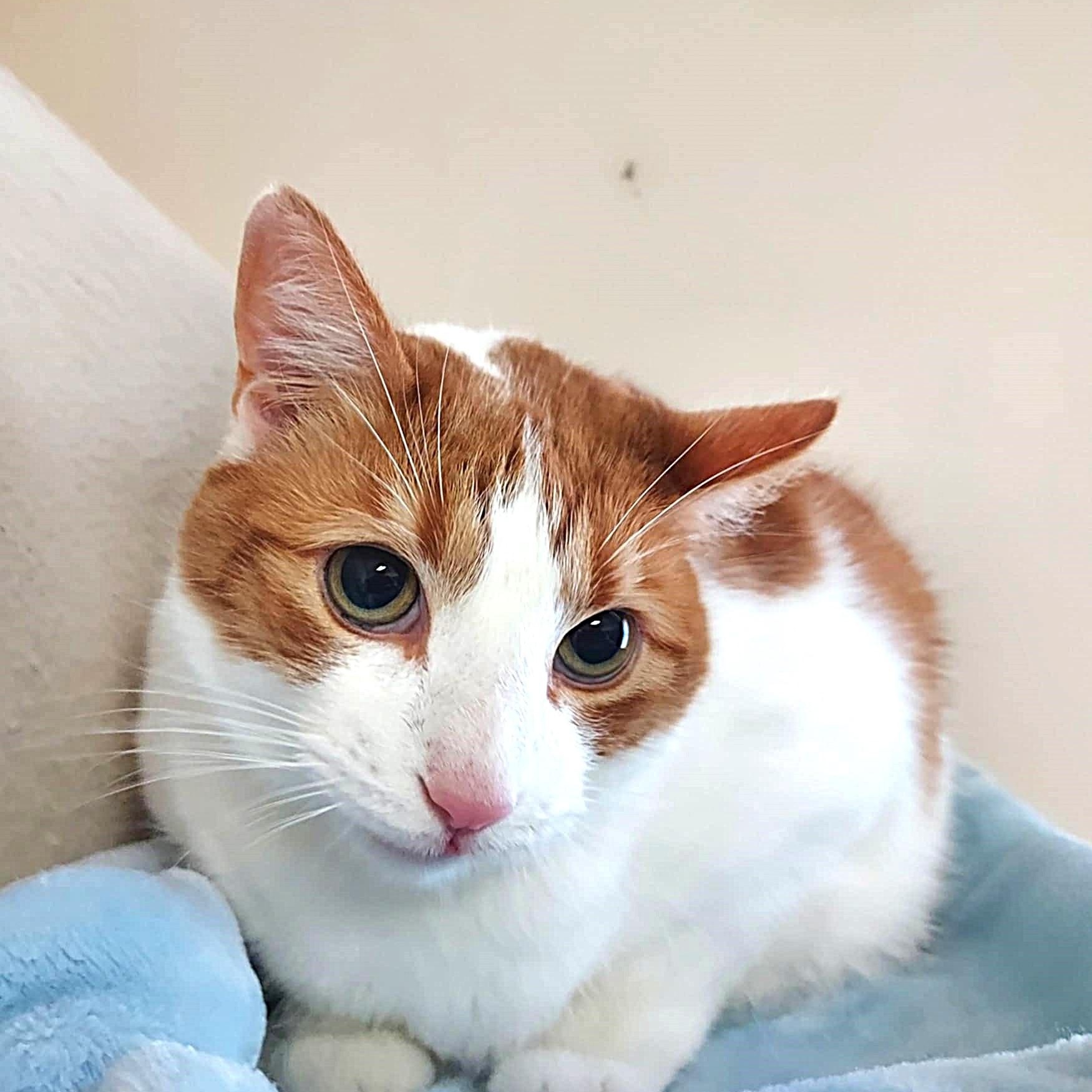 Simon, an adopted Domestic Short Hair in Falls Creek, PA image 4/4