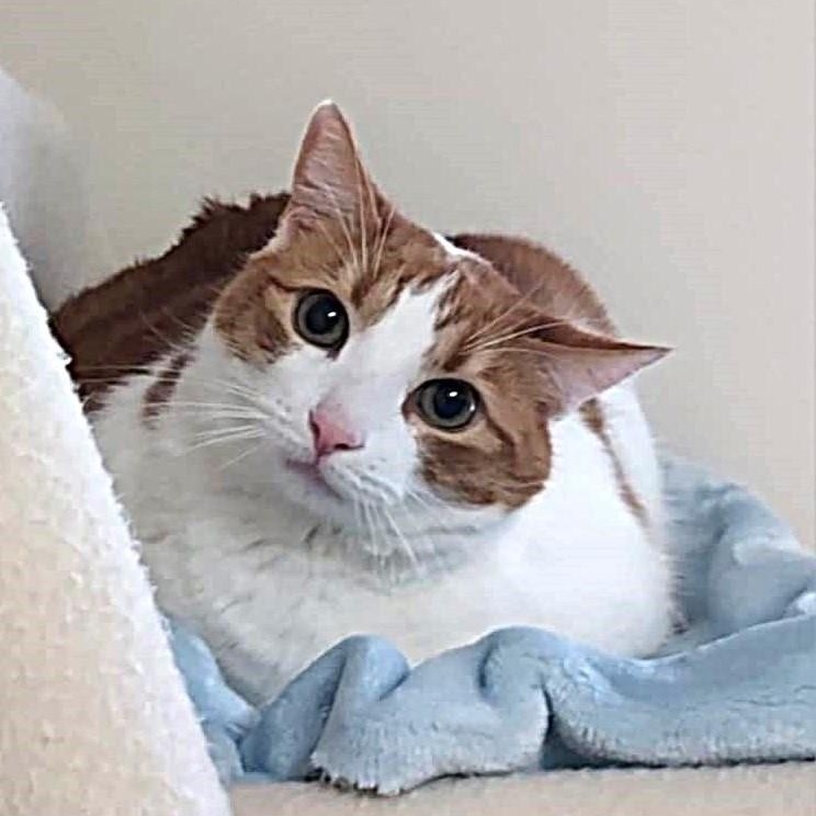 Simon, an adopted Domestic Short Hair in Falls Creek, PA image 1/4