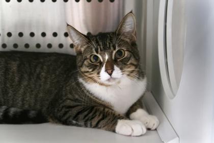 Miso *AT PETCO TATUM AND BELL*, Adoptable, Adult Male Domestic Short Hair & Domestic Short Hair.