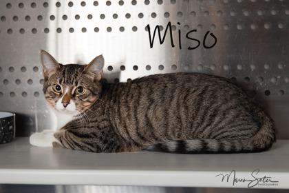 Enlarge Miso *AT PETCO TATUM AND BELL*, a Adoptable Domestic Short Hair in Scottsdale, AZ image 2/2