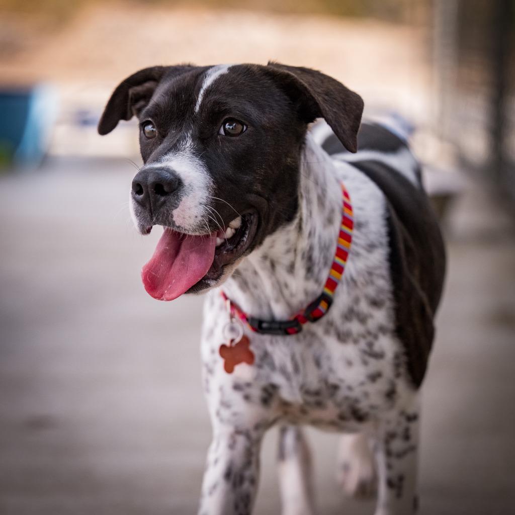 Mesa, Adoptable, Puppy Female Labrador Retriever & Pit Bull Terrier.