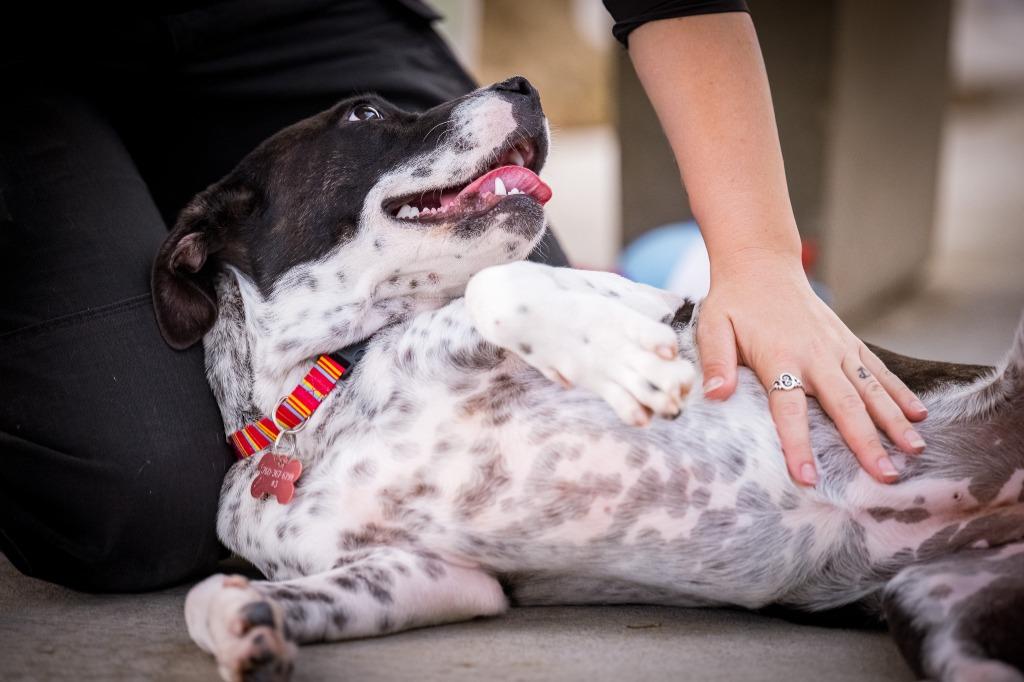 Enlarge Mesa, a Adoptable mixed breed in Twentynine Palms, CA image 2/4