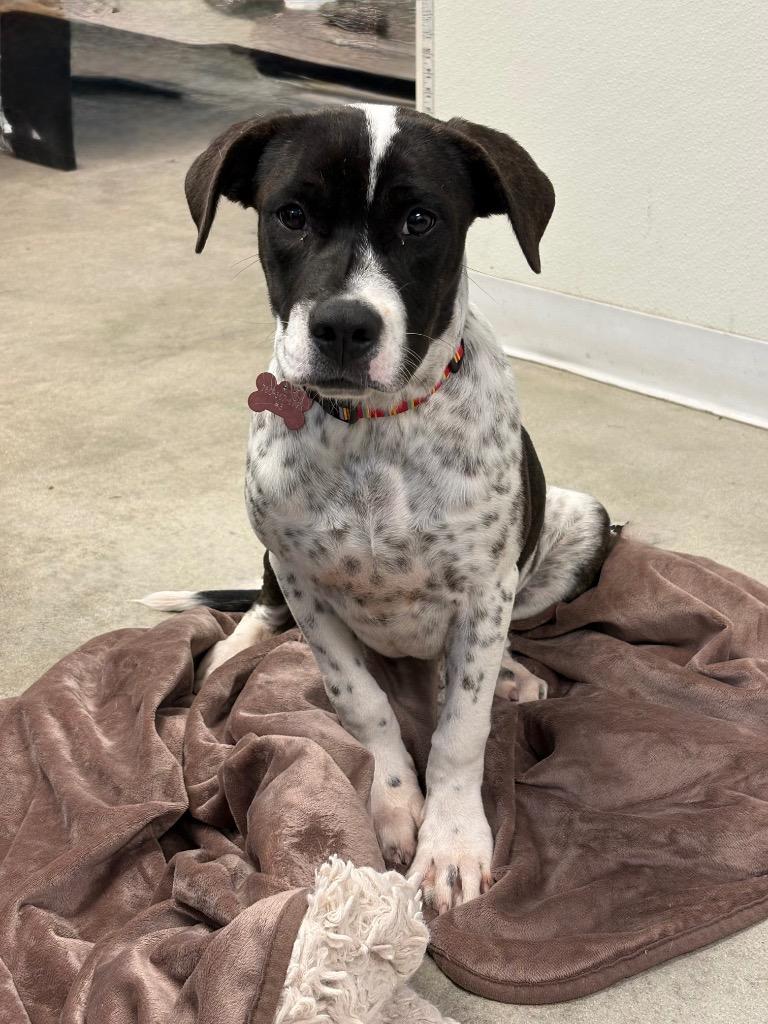 Enlarge Mesa, a Adoptable mixed breed in Twentynine Palms, CA image 3/4