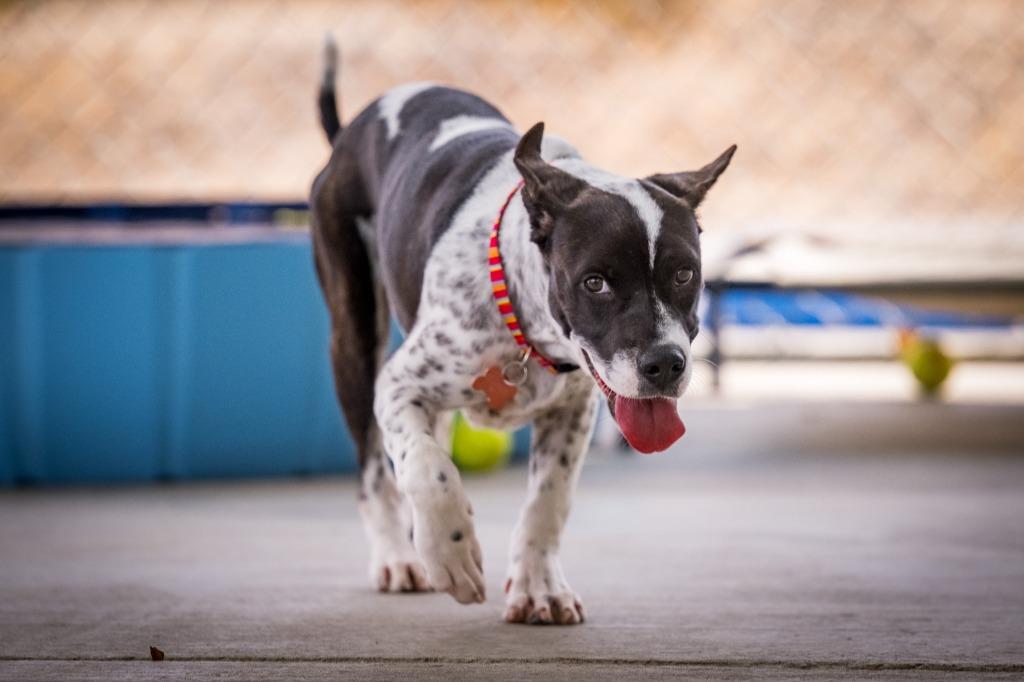 Enlarge Mesa, a Adoptable mixed breed in Twentynine Palms, CA image 4/4