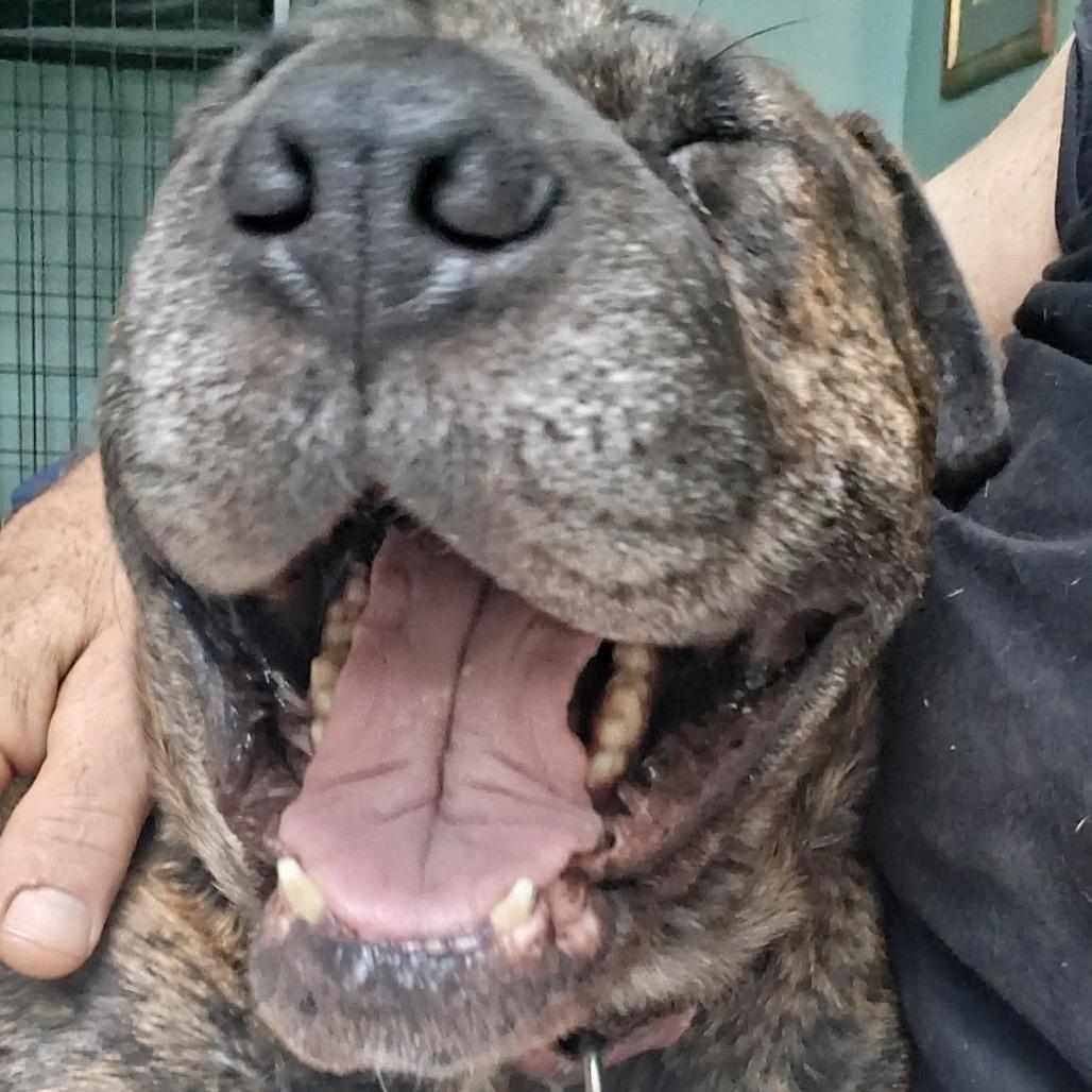 Reba, Adoptable, Adult Female Shar-Pei & Mixed Breed.