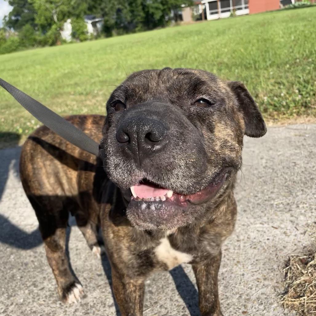 Enlarge Reba, a Adoptable mixed breed in Waggaman, LA image 1/1