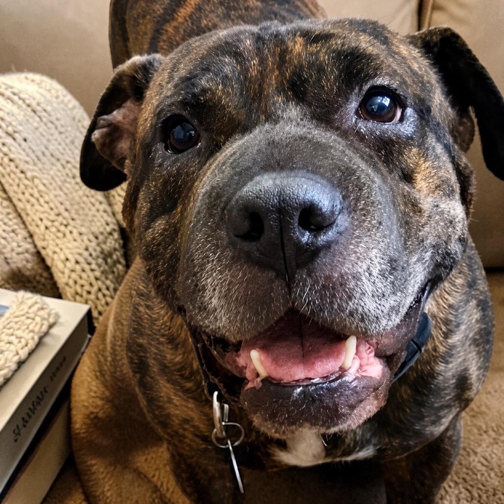 Reba, a Adoptable mixed breed in Waggaman, LA image 5/5