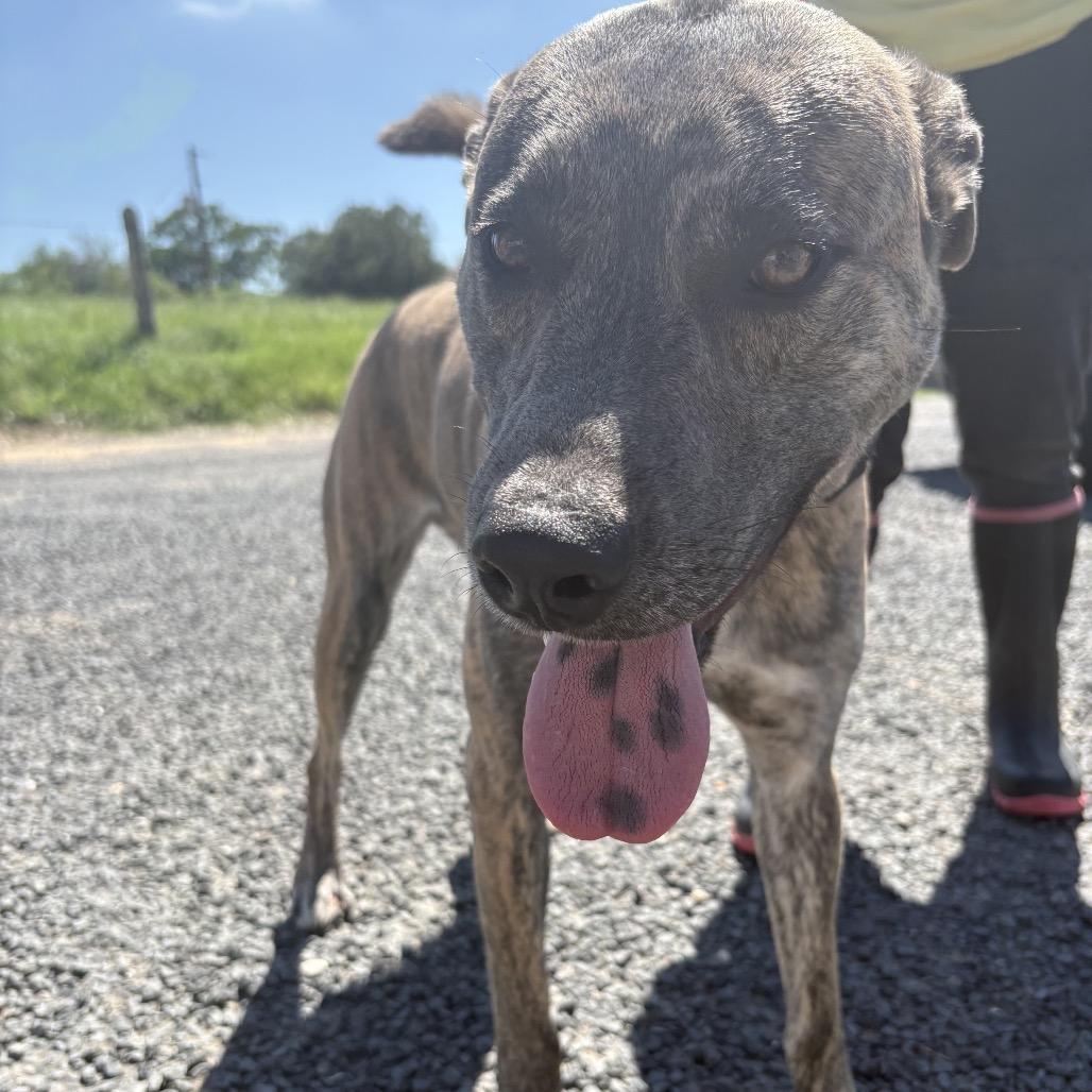 Mufasa, Adoptable, Adult Male Pit Bull Terrier & Mixed Breed.