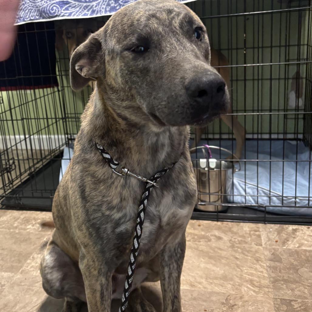 Mufasa, a Adoptable mixed breed in Floresville, TX image 1/3