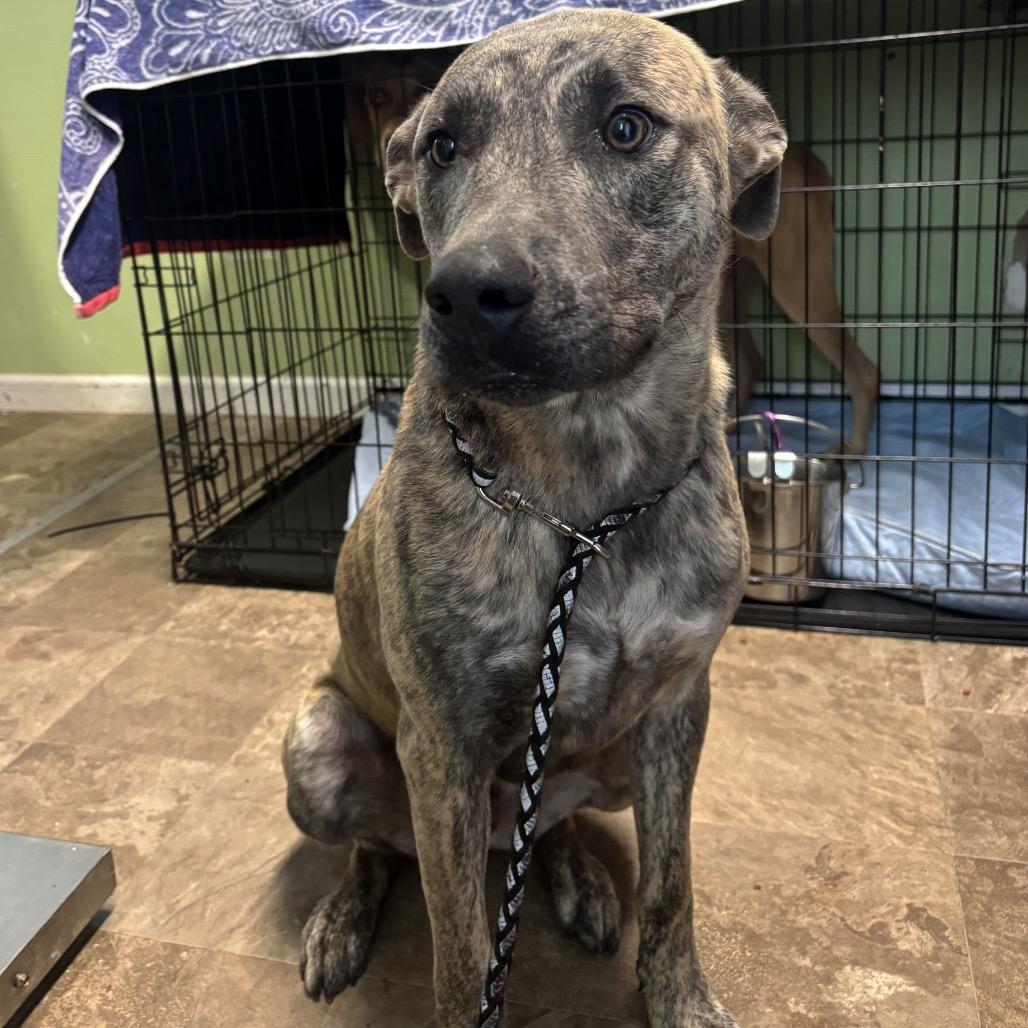 Mufasa, a Adoptable mixed breed in Floresville, TX image 2/3