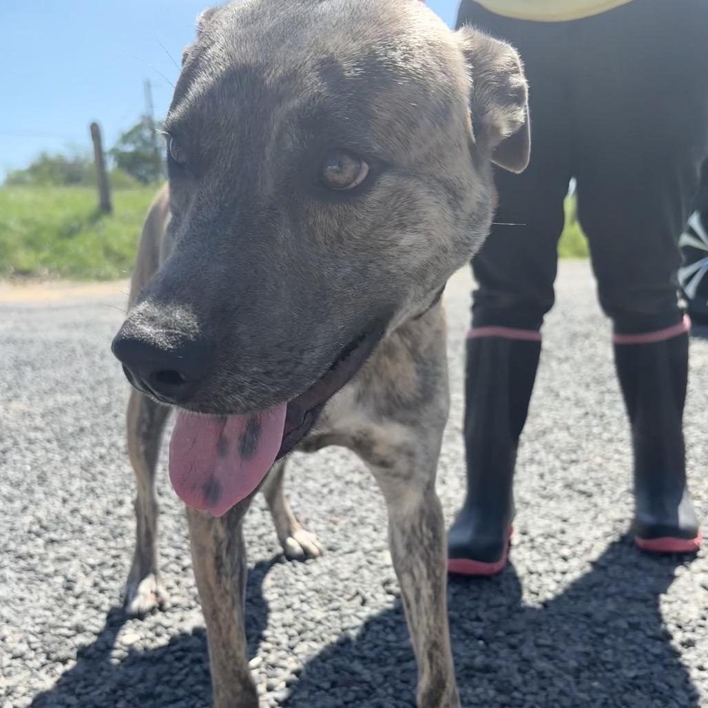 Enlarge Mufasa, a Adoptable mixed breed in Floresville, TX image 4/5