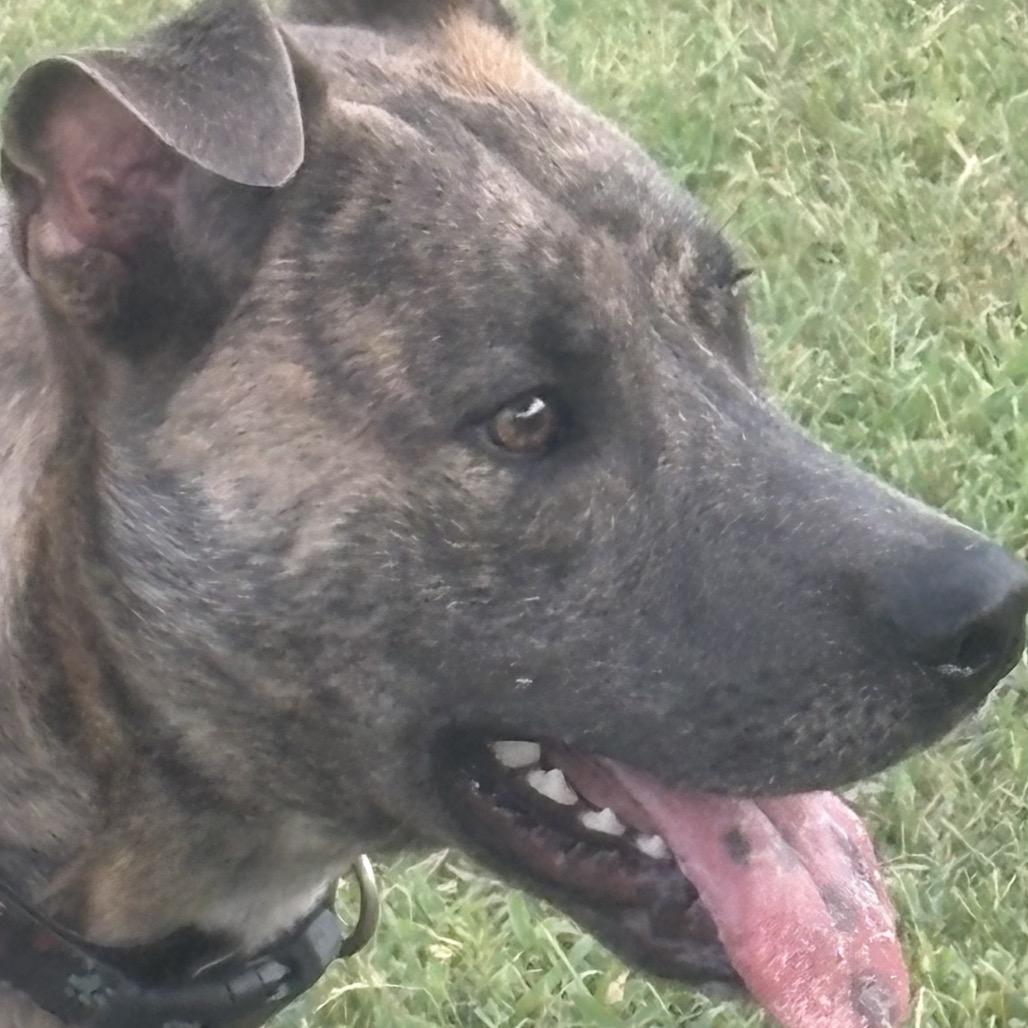 Mufasa, a Adoptable mixed breed in Floresville, TX image 6/6