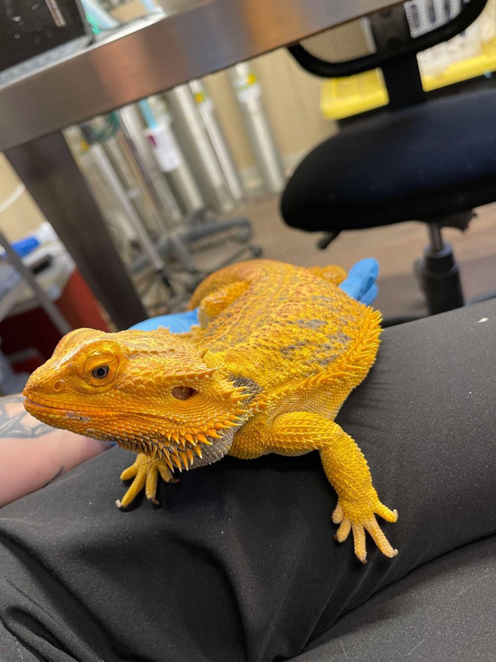 Enlarge Duke, a ADOPTABLE Bearded Dragon in Indian Trail, NC image 1/1