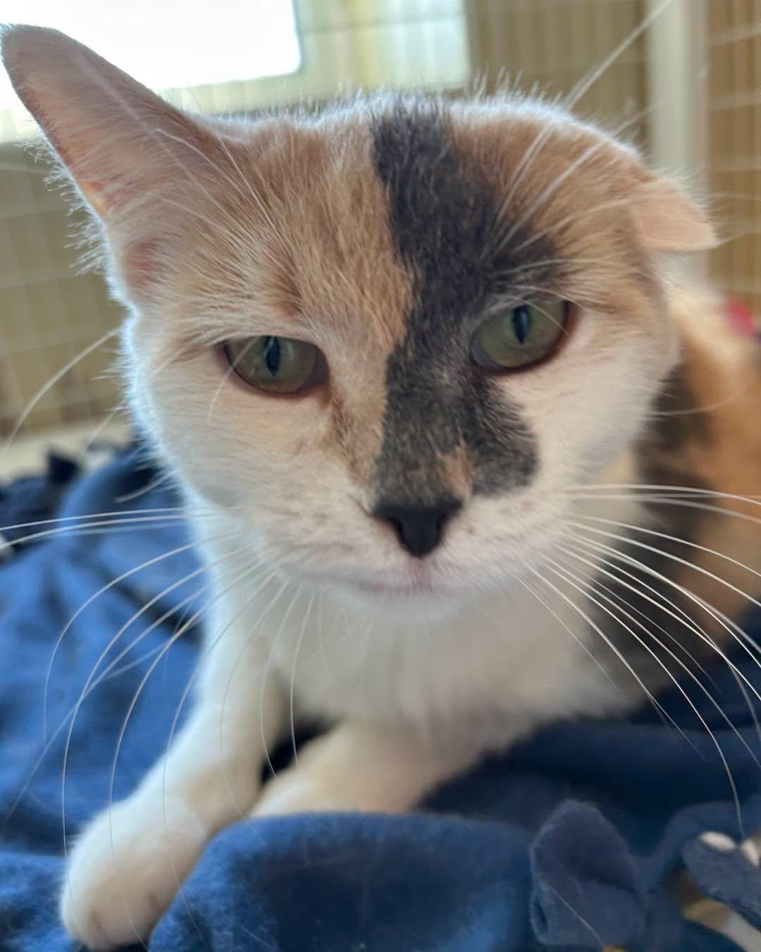 Sweet Pea (Medical Hold for dental), Adoptable, Young Female Domestic Short Hair & Calico.