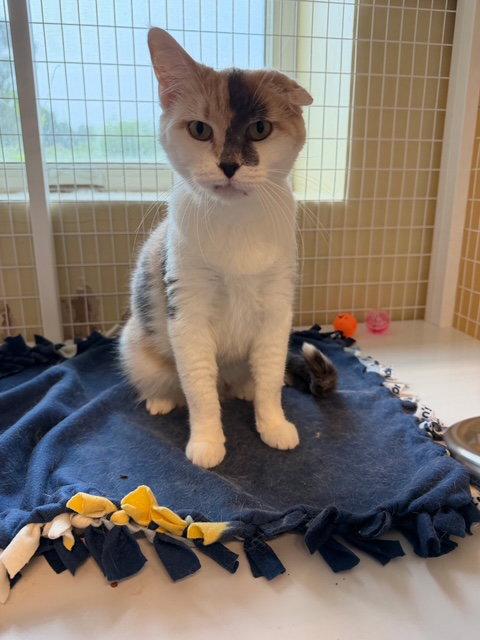 Enlarge Sweet Pea (Medical Hold for dental), a Adoptable mixed breed in Williamsburg, IA image 2/2