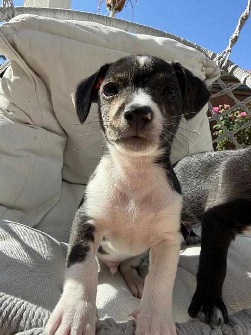 Dash - Mica Litter, an adoptable mixed breed in Los Angeles, CA image 3/5