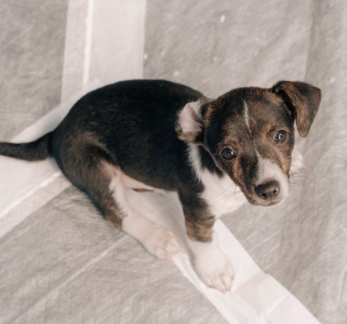 Dash - Mica Litter, adoptable, Puppy Male Chihuahua.