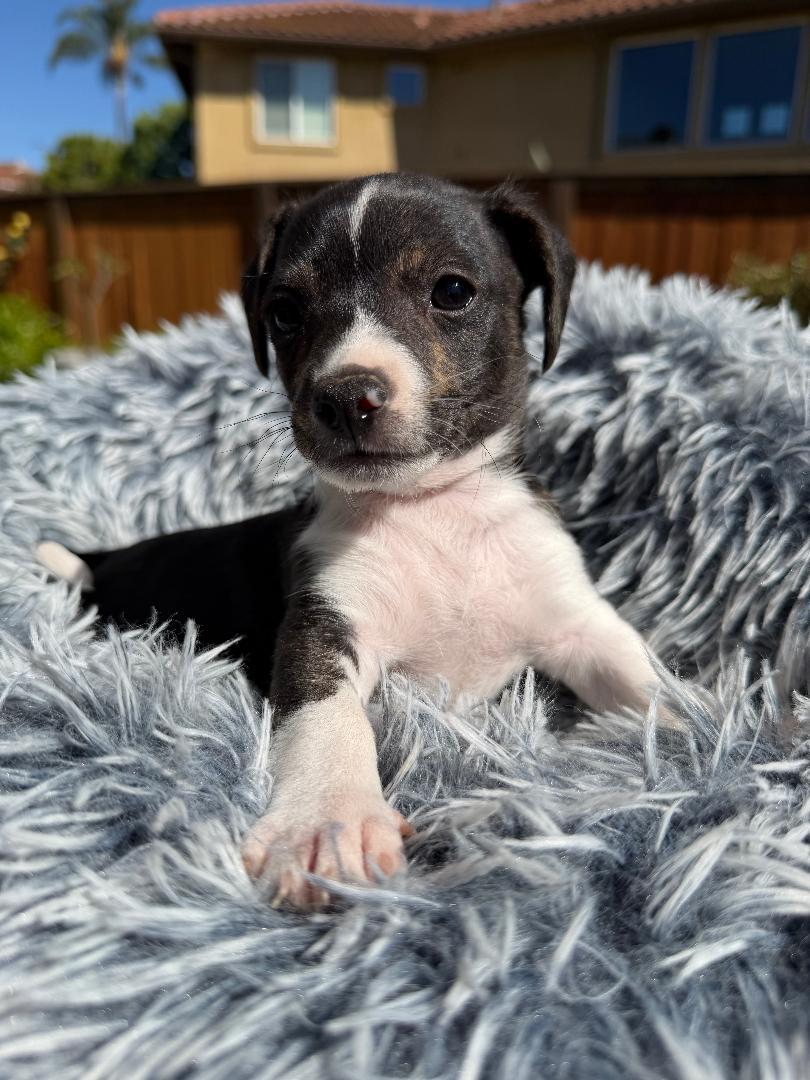 Dash - Mica Litter, an adoptable mixed breed in Los Angeles, CA image 2/5