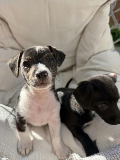 Dash - Mica Litter, an adoptable mixed breed in Los Angeles, CA image 4/5