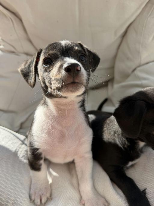 Dash - Mica Litter, an adoptable mixed breed in Los Angeles, CA image 5/5