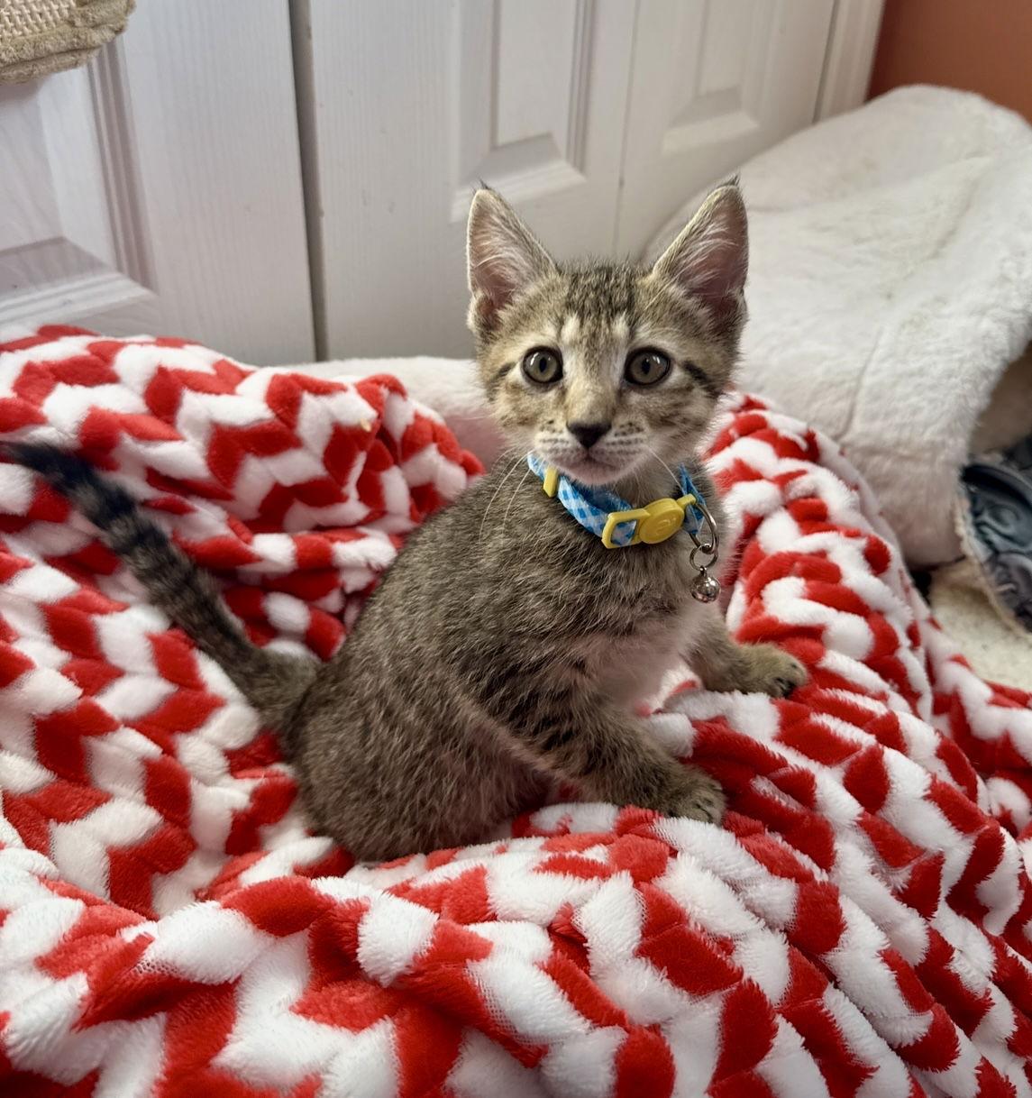 Clark, Adoptable, Kitten Male Domestic Short Hair & Tabby.