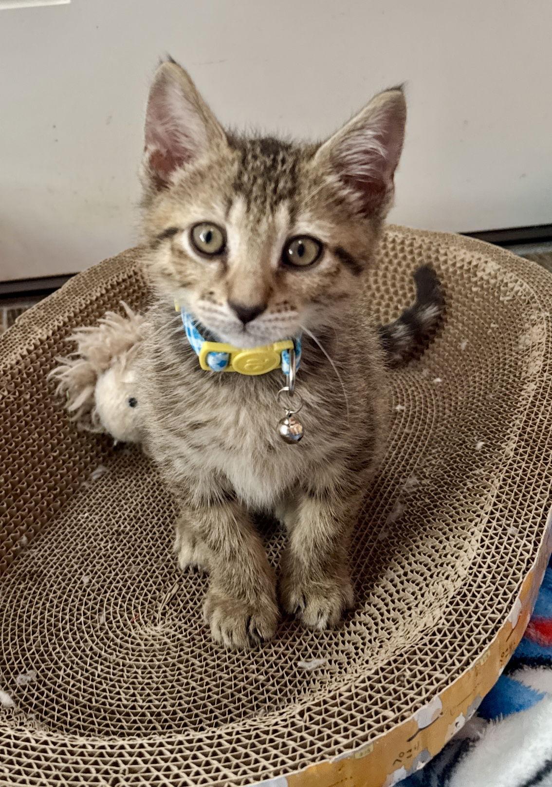 Enlarge Clark, a Adoptable mixed breed in Orlando, FL image 2/3