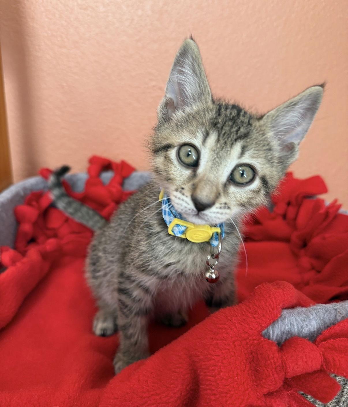 Enlarge Clark, a Adoptable mixed breed in Orlando, FL image 3/3