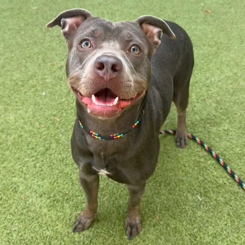 Enlarge Midnight, a Adoptable Pit Bull Terrier in Apache Junction, AZ image 1/6