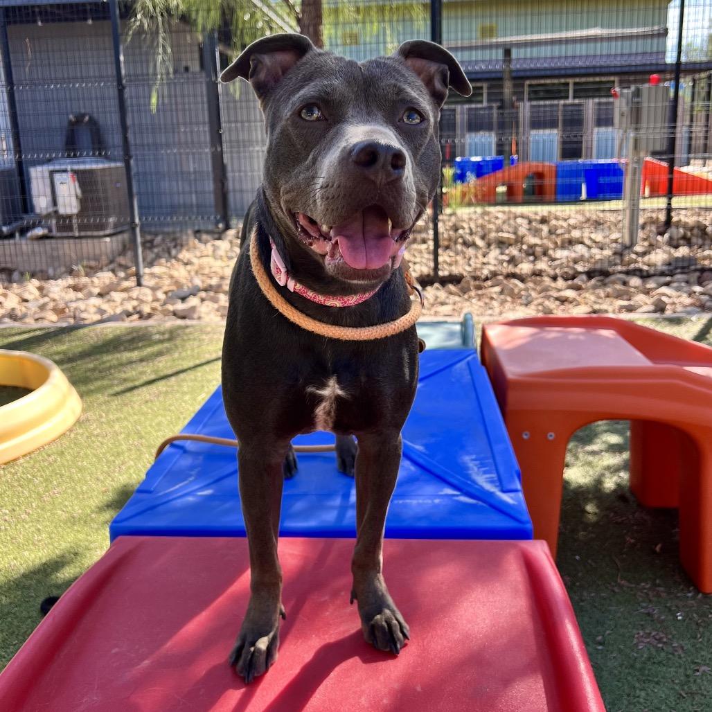 Enlarge Midnight, a Adoptable Pit Bull Terrier in Apache Junction, AZ image 2/6