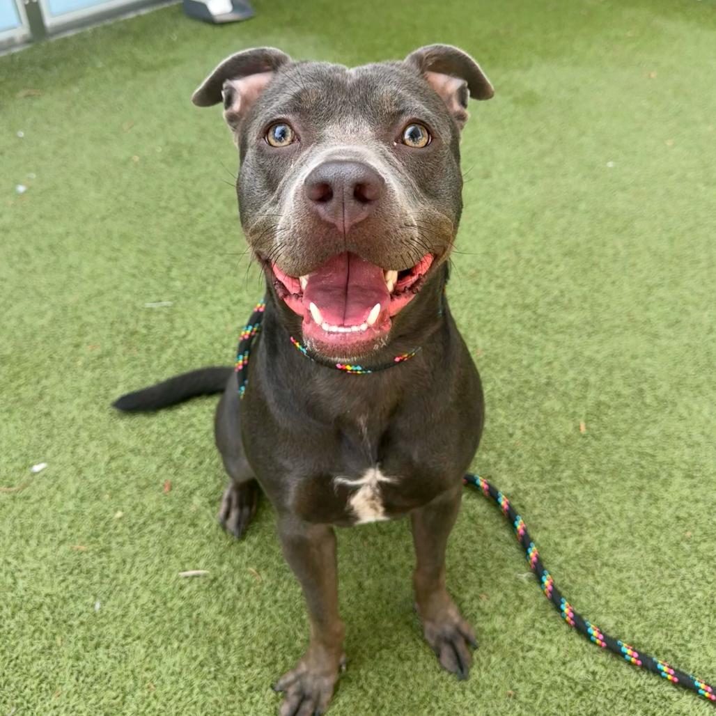 Enlarge Midnight, a Adoptable Pit Bull Terrier in Apache Junction, AZ image 3/6