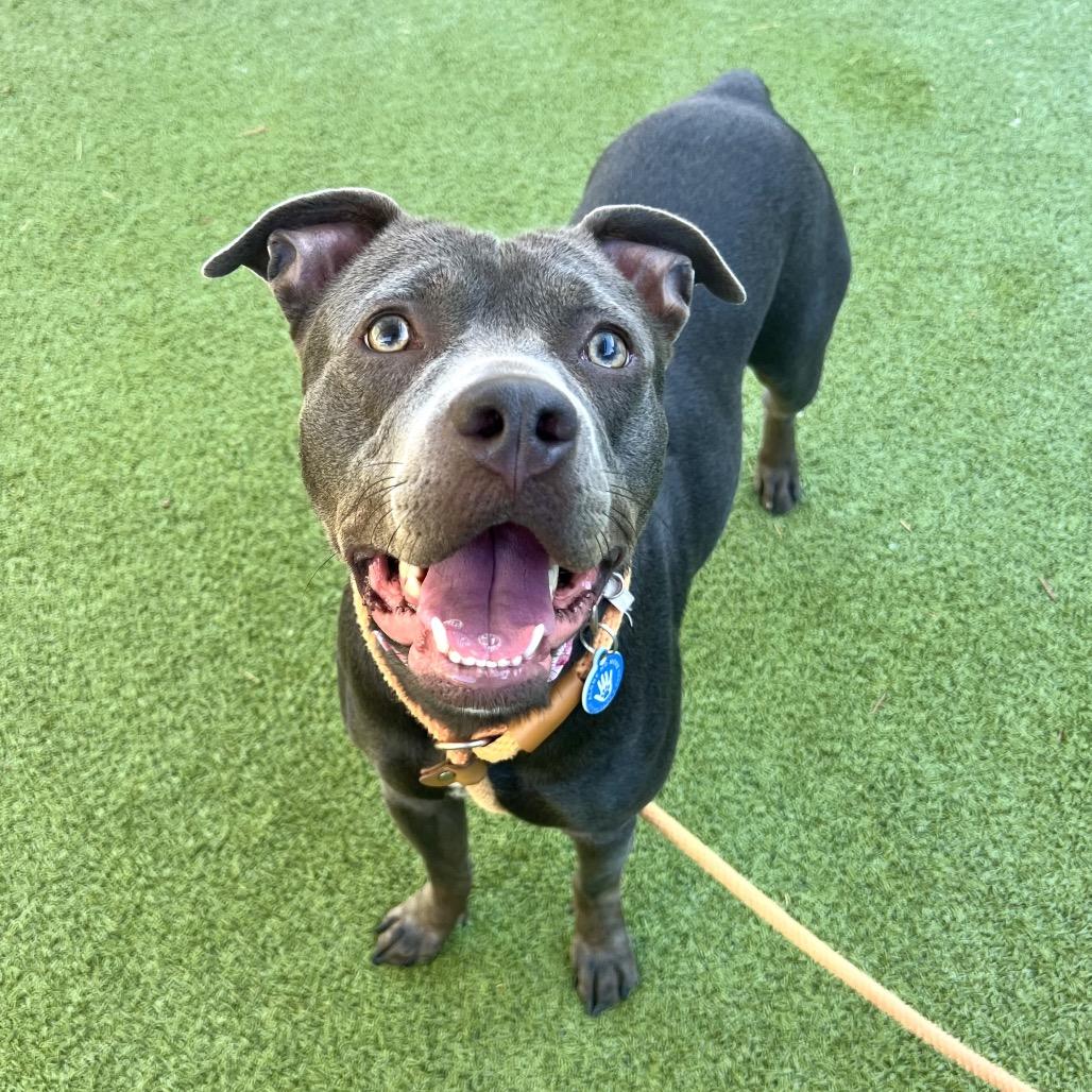 Enlarge Midnight, a Adoptable Pit Bull Terrier in Apache Junction, AZ image 4/6