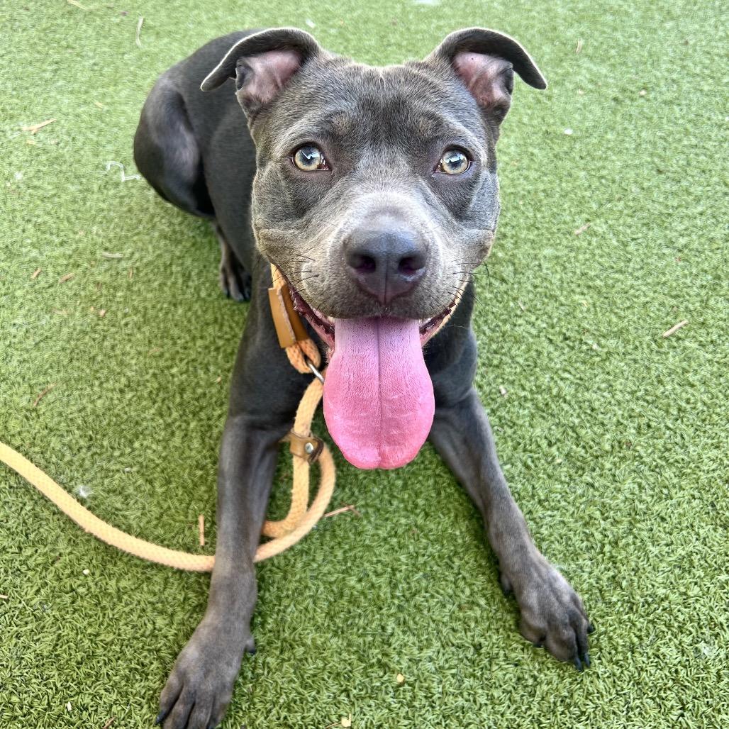 Enlarge Midnight, a Adoptable Pit Bull Terrier in Apache Junction, AZ image 5/6