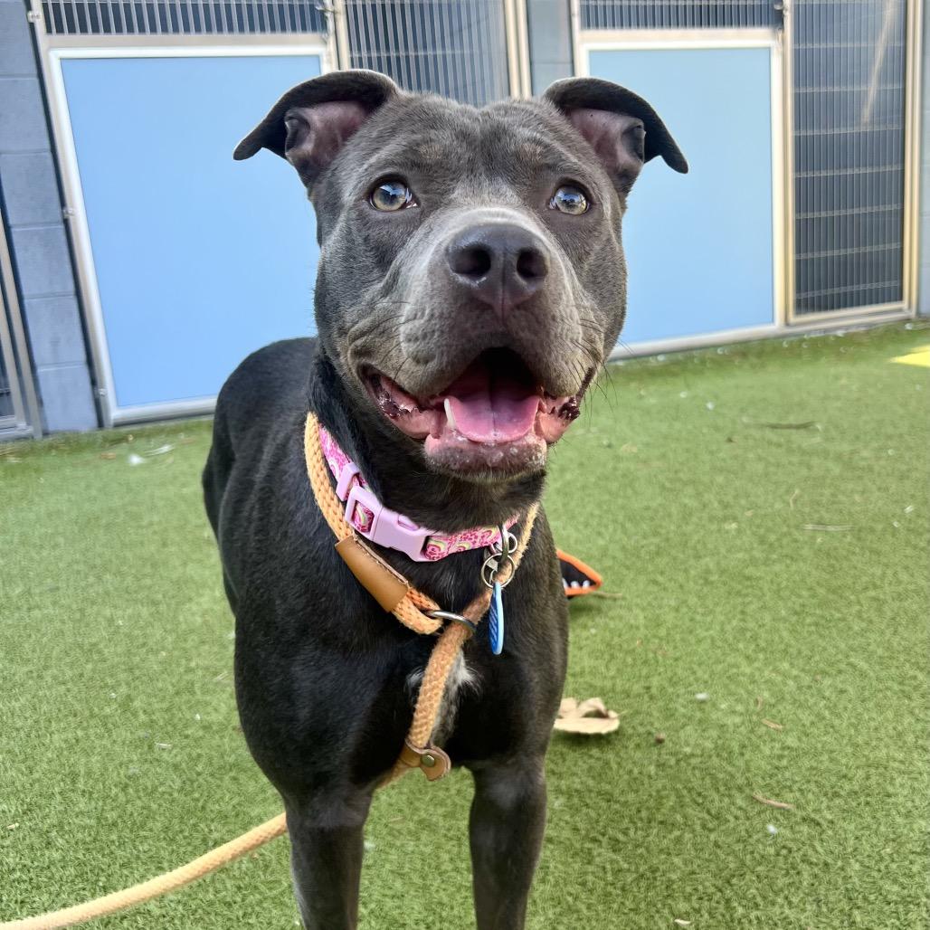 Enlarge Midnight, a Adoptable Pit Bull Terrier in Apache Junction, AZ image 6/6