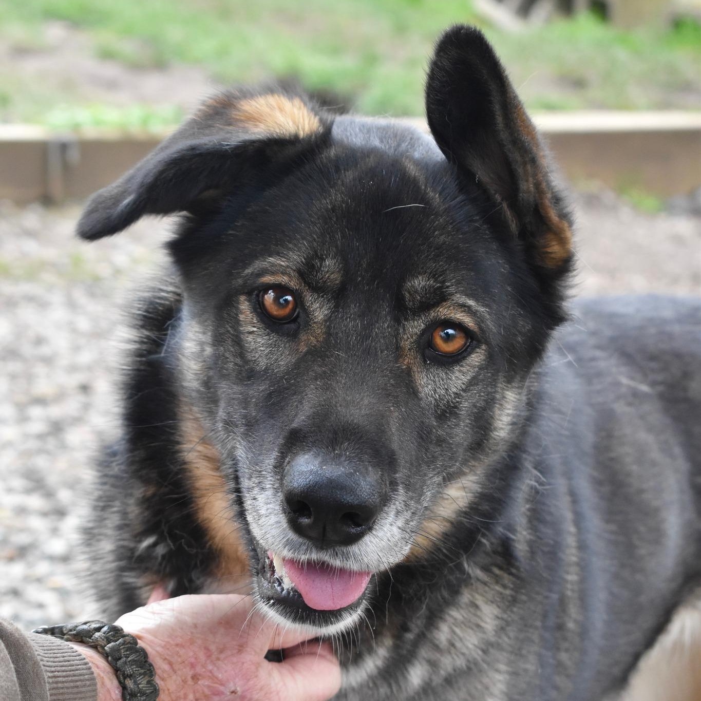 Lucy, Adoptable, Adult Female German Shepherd Dog & Labrador Retriever.